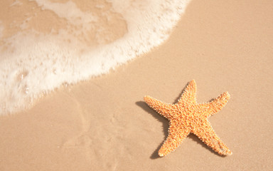Fototapeta na wymiar Starfish Beside Ocean Water