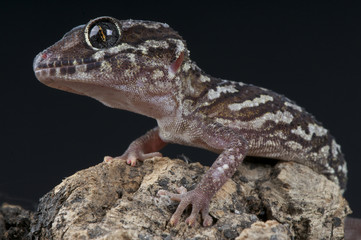 Fototapeta premium Ocelot gecko / Paroedura pictus