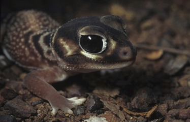 Knob tail gecko / Nephrurus levis