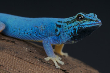 Electric blue gecko / Lygodactylus williamsi