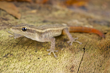 Red-tailed daygecko / Lygodactylus scheffleri