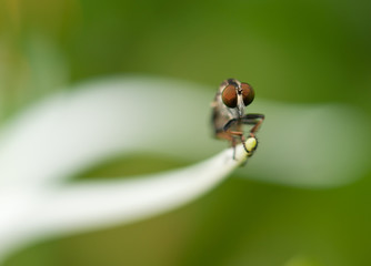 Compound eyes © imphilip