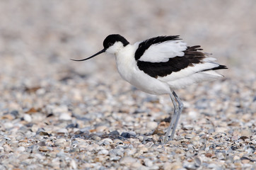Säbelschnäbler, Pied avocet, Recurvirostra avosetta