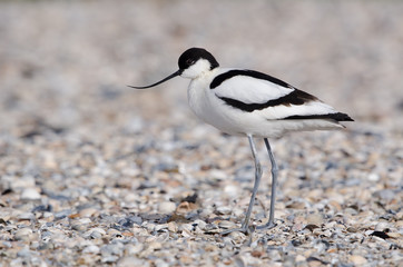 Säbelschnäbler, Pied avocet, Recurvirostra avosetta