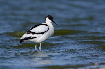 Säbelschnäbler, Pied avocet, Recurvirostra avosetta