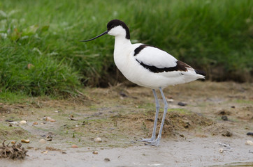 Säbelschnäbler, Pied avocet, Recurvirostra avosetta