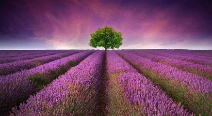 Door stickers Landscape Stunning lavender field landscape Summer sunset with single tree