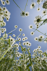 Group of daisies viewed from below