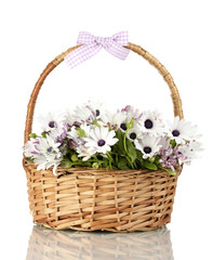 Fototapeta na wymiar bouquet of beautiful summer flowers in basket, isolated on