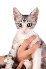 Small gray kitten isolated on white