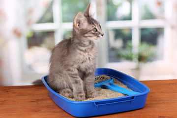 Small gray kitten in blue plastic litter cat