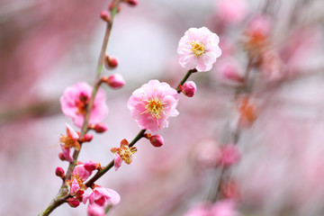 Flowers of cherry blossoms on spring day