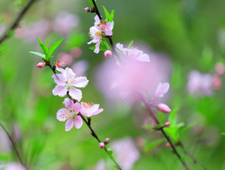 Flowers of cherry blossoms on spring day
