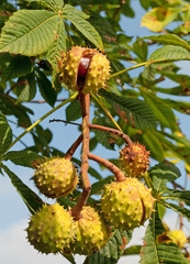 Rosskastanien - Aesculus hippocastanum