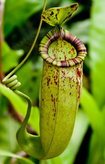 Nepenthes.