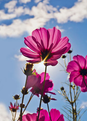 flower on sky background