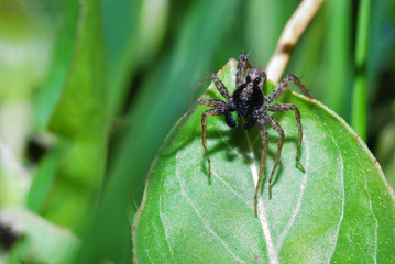 braune spinne auf blatt