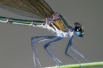 damselfly resting on leaf; particular