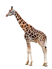 Papier Peint photo autocollant Girafe girafe isolé sur fond blanc