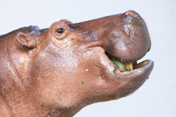 hippopotamus eating vegetable in a zoo on white background