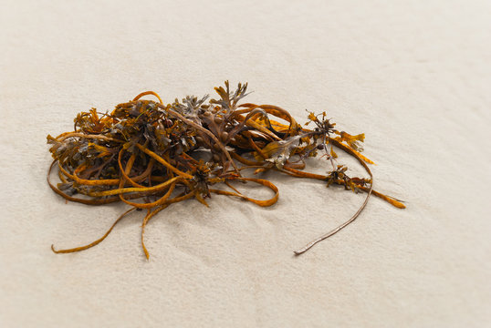 Algen, St. Peter Ording