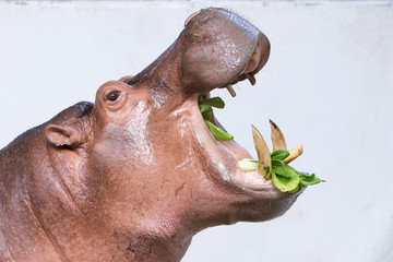 hippopotamus eating vegetable in a zoo on white background