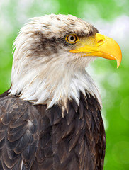 Bald Eagle - Haliaeetus leucocephalus