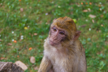 Jeune macaque