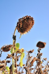 sunflowers burned by drought