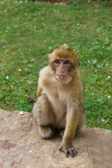 Jeune macaque