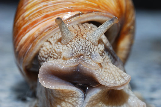weinbergschnecke von vorne