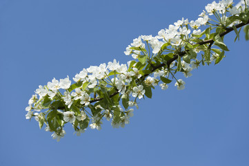 Birnenbaumzweig