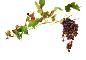 wines with clusters of grapes