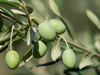 olives