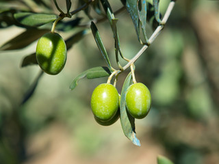 olives