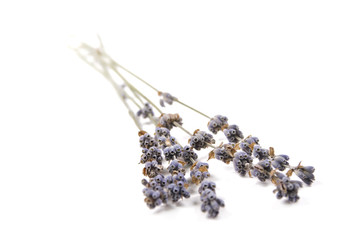 lavendel- Lavandula angustifolia