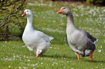 Geese walking on grass