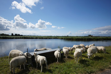 Fototapeta premium Deichschafe