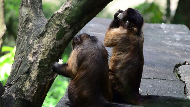 capuchins enjoying a snack
