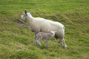 sheep with lamb