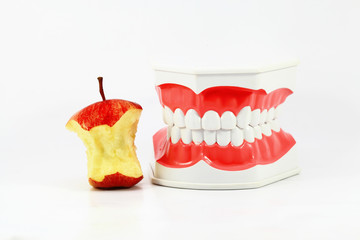 Dental Model