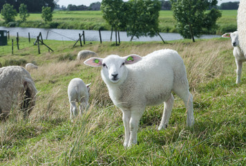 Fototapeta premium little lamb