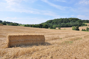 Fototapeta premium Moisson près de Lyons-la-Forêt (Eure)