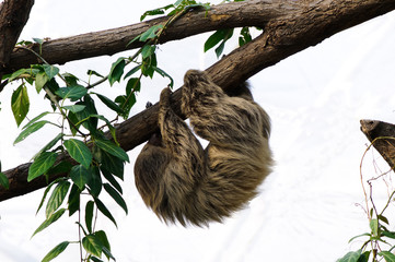 Linnaeus's two-toed sloth (Choloepus didactylus)