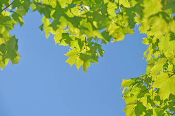 Canadian maple leaves