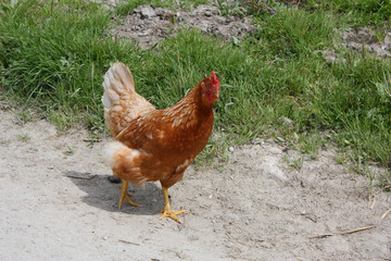 gallina