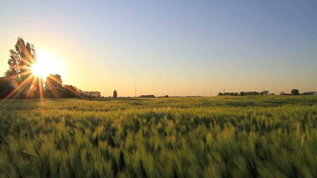 Golden green field moving during sunset