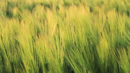 Golden green field moving during sunset