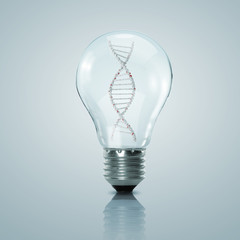 DNA inside bulb