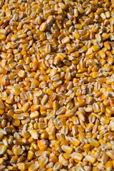 corn ready to make flour freshly harvested